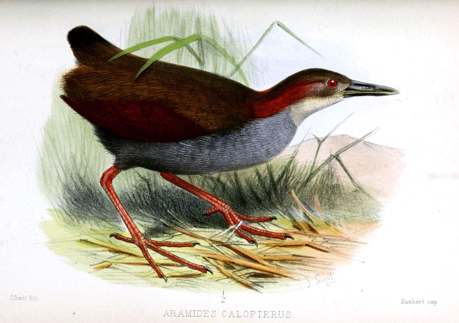 Rufous-necked Wood-Rail