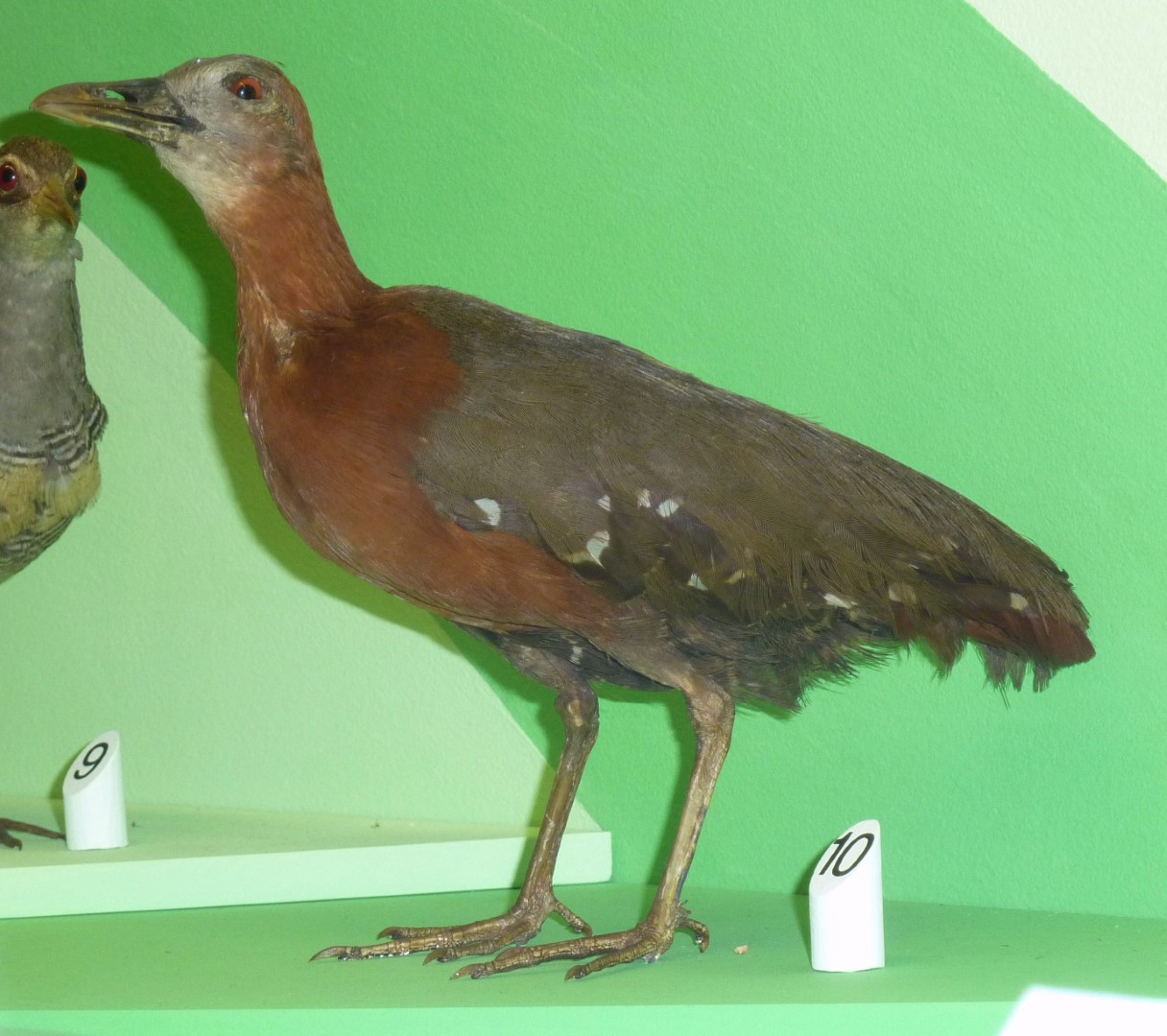 Rufous-necked Wood-Rail