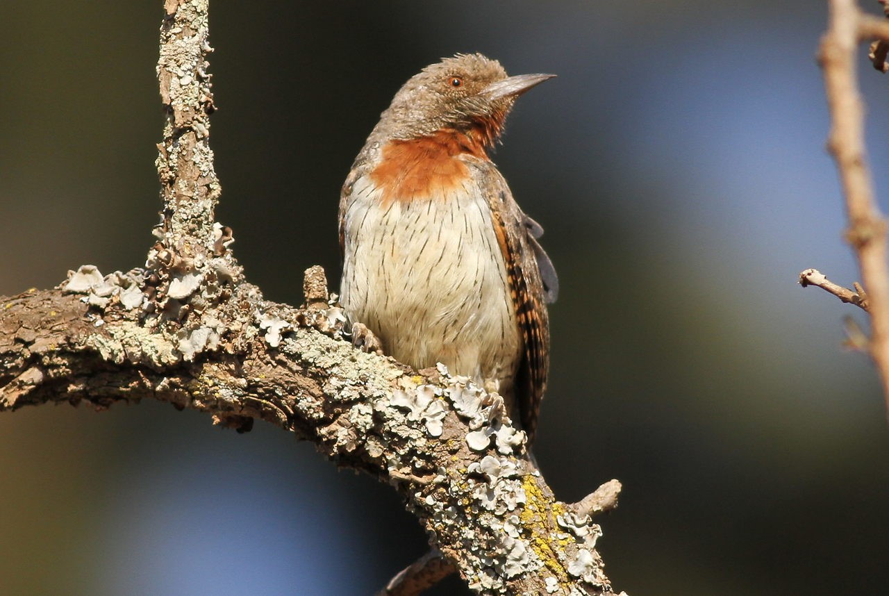 Rufous-necked Wryneck