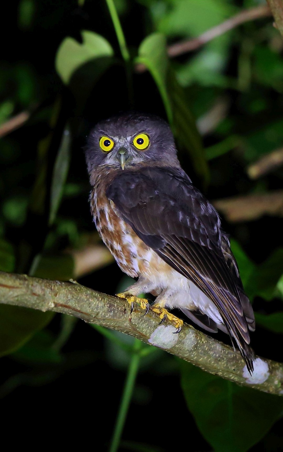 Rufous Owl