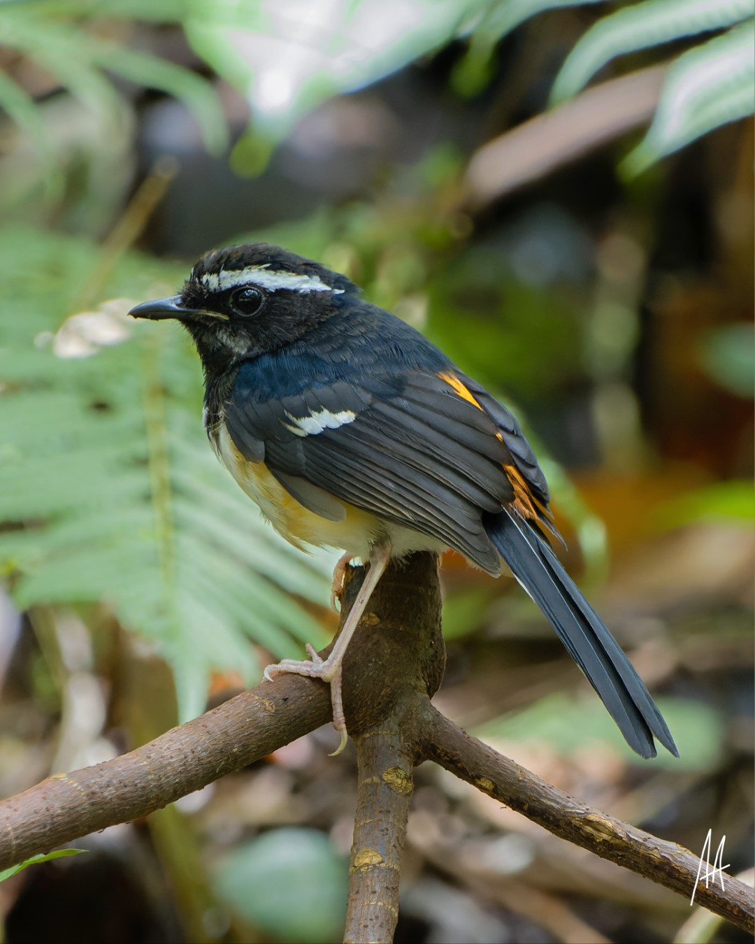 Rufous Paradise Flycatcher