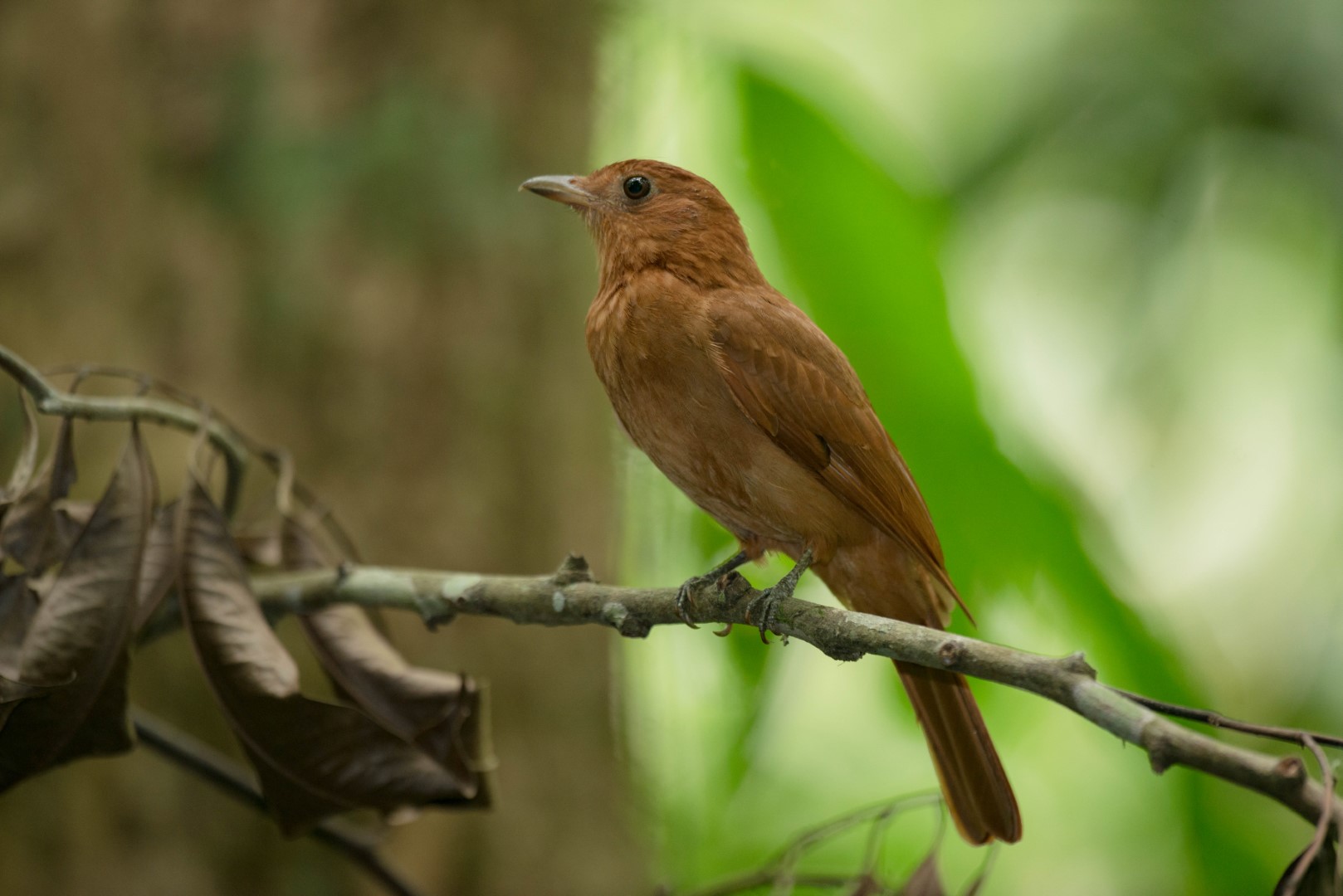 Rufous Piha