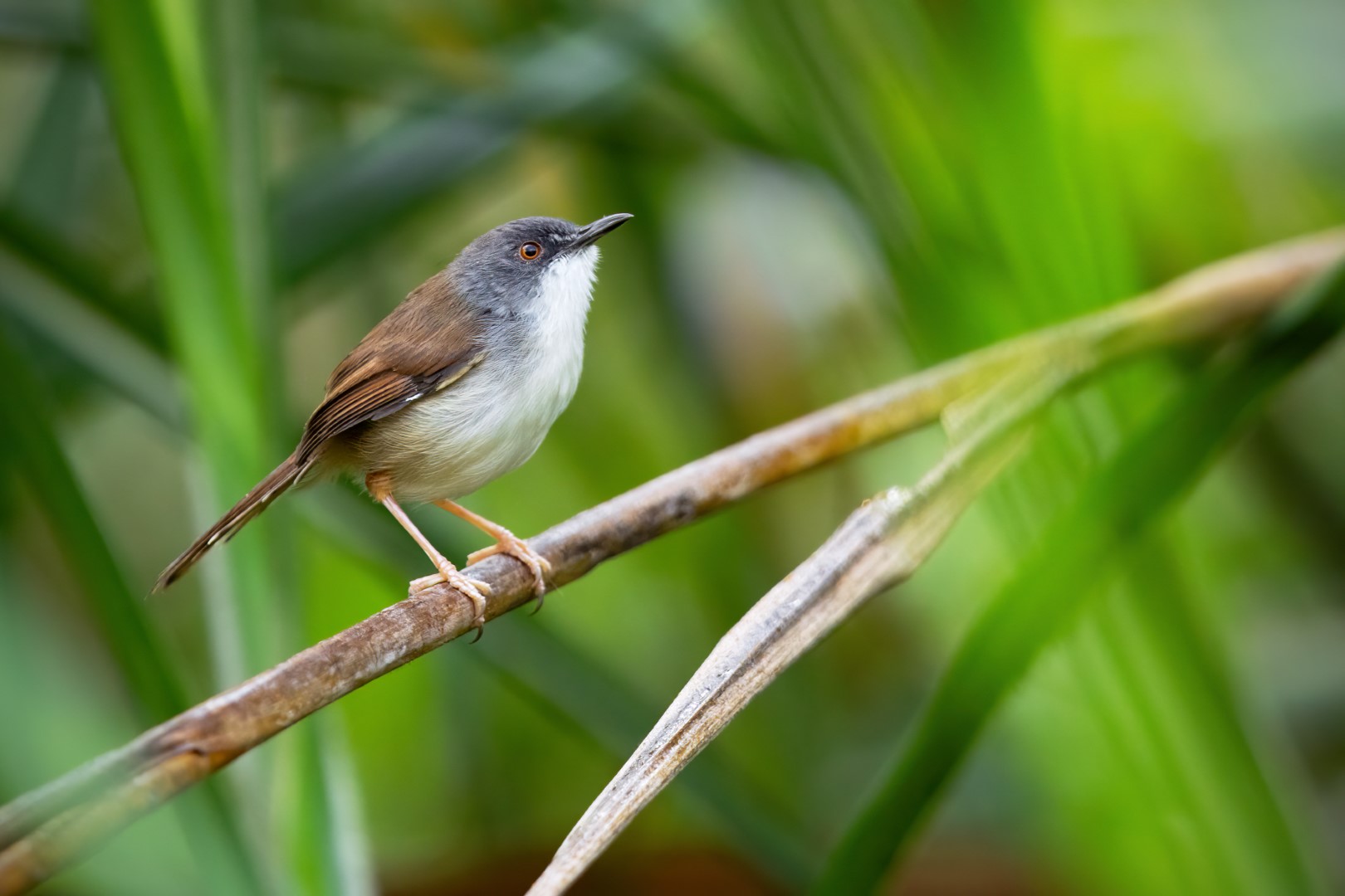 Rufous Prinia