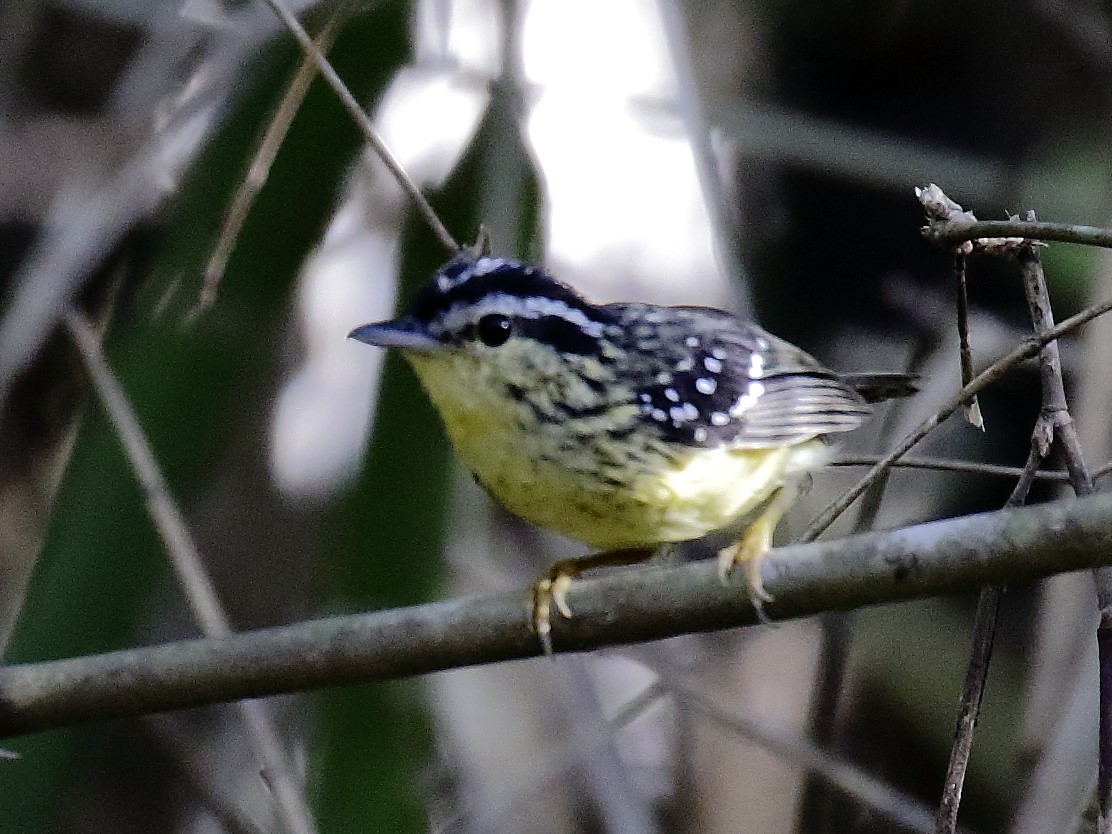 Rufous-rumped Antwren