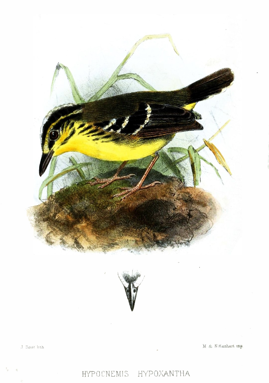 Rufous-rumped Antwren