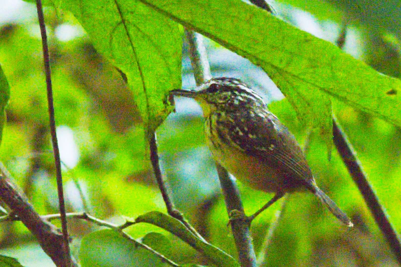 Rufous-rumped Antwren