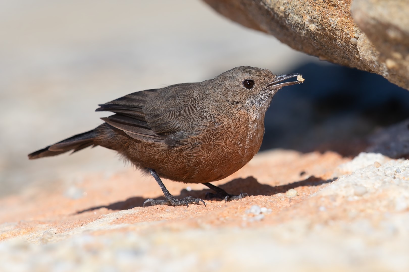 Rufous Scrub-bird