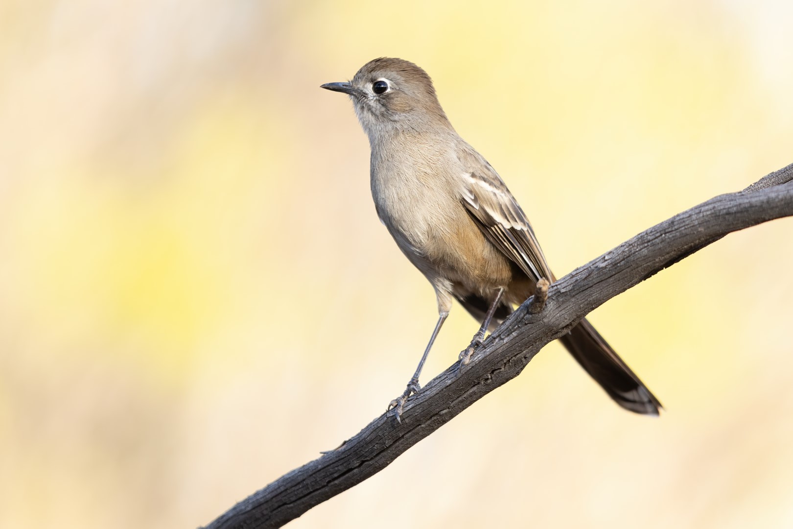 Rufous Scrub-bird