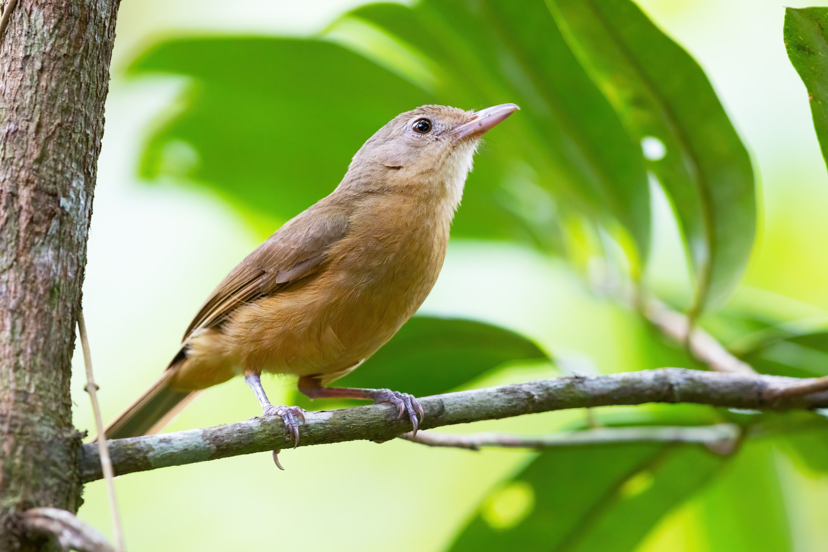 Rufous Shrike-thrush