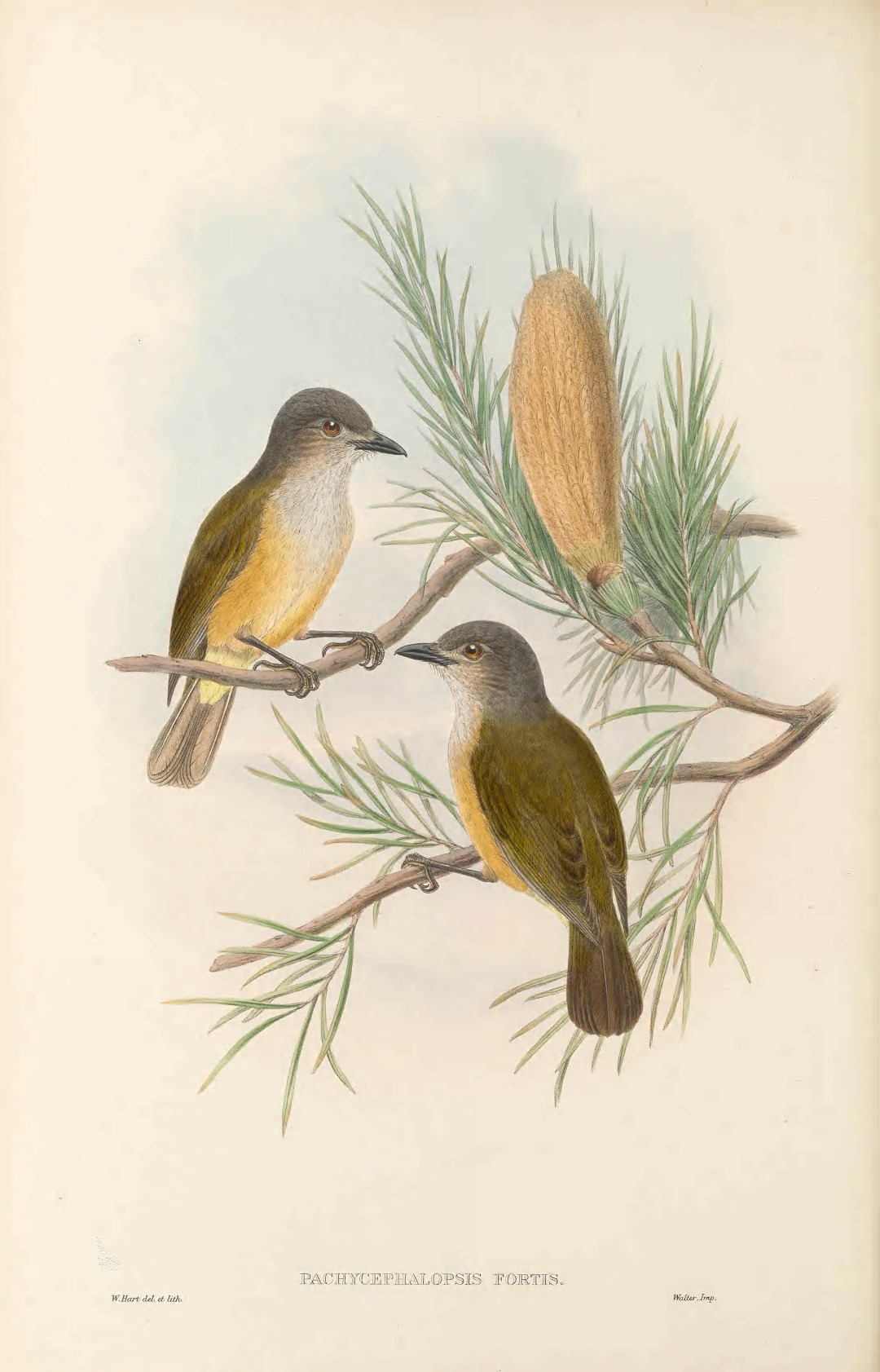 Rufous Shrike-thrush
