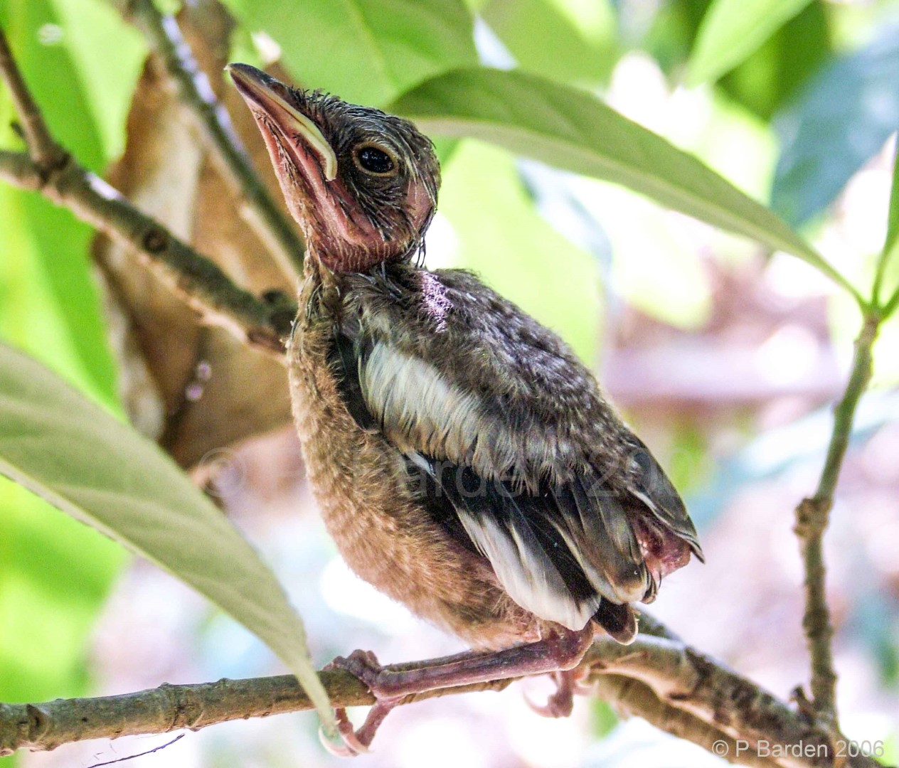 Rufous-sided Fantail