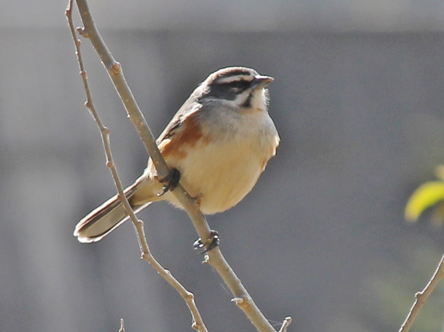 Rufous-sided Warbling Finch