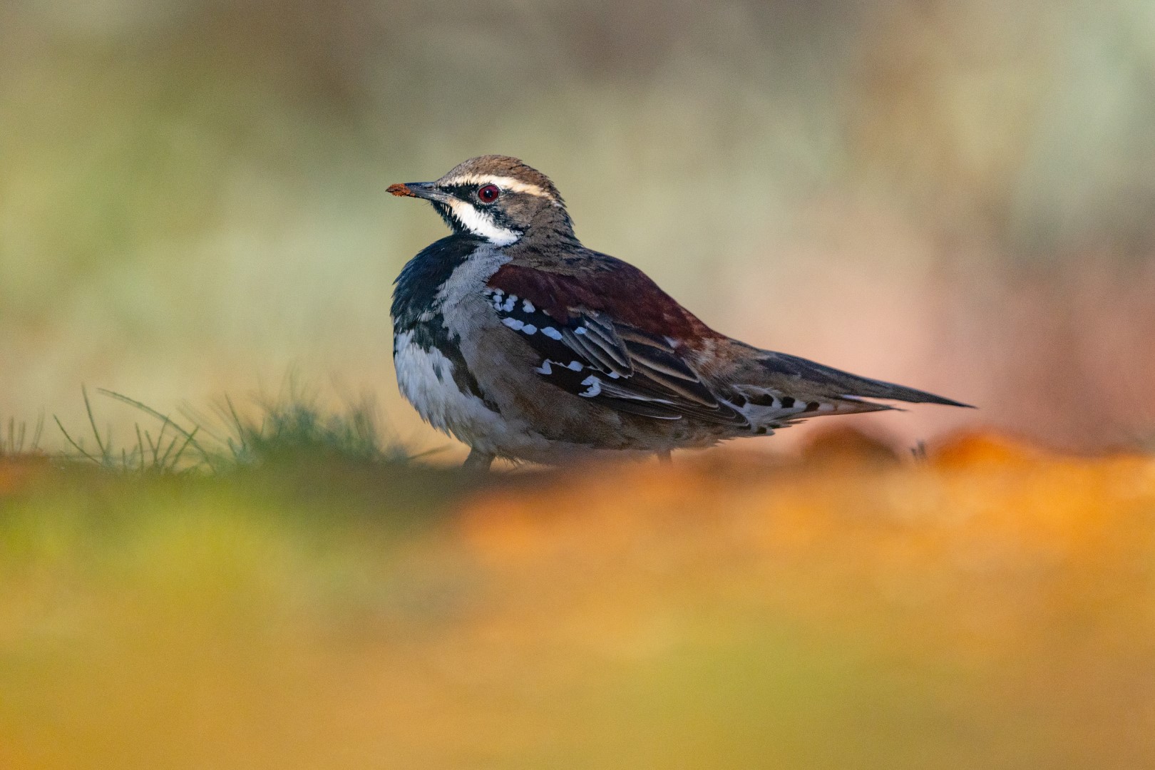 Rufous Songlark
