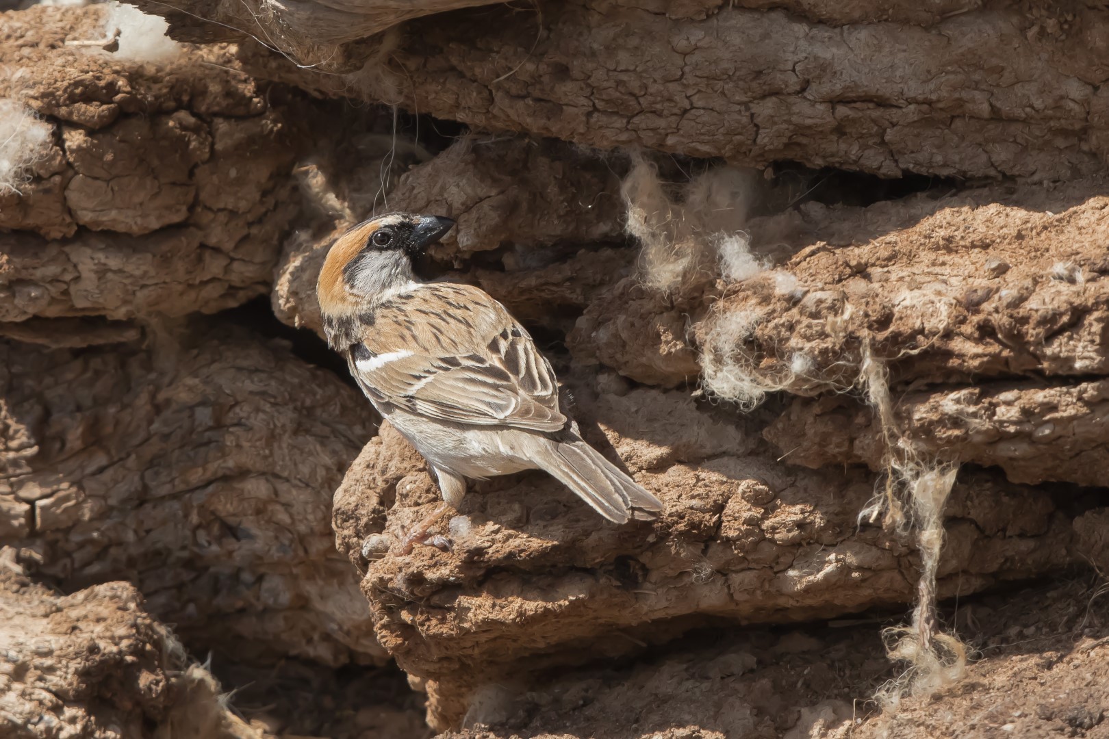 Rufous Sparrow
