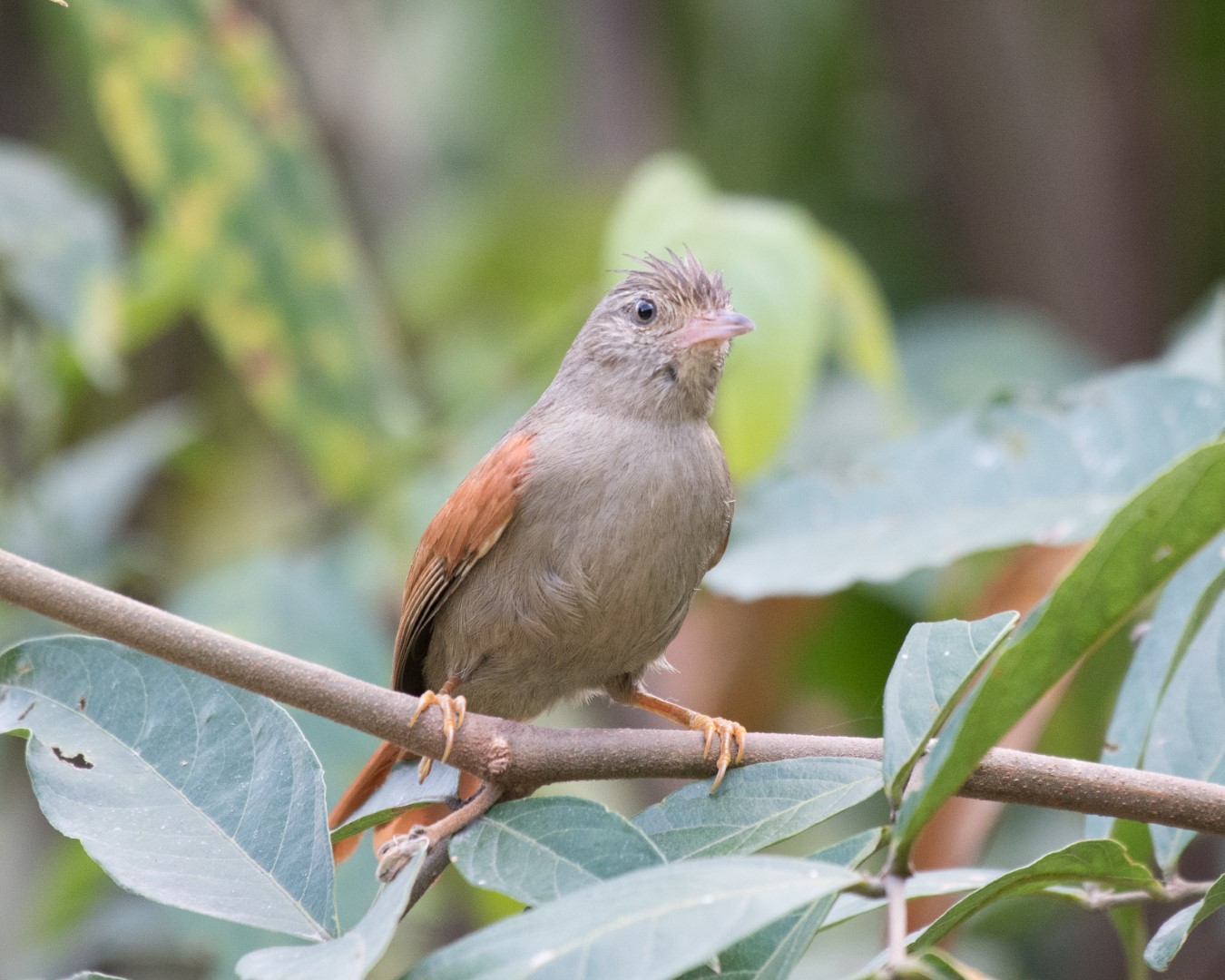 Rufous Spinetail
