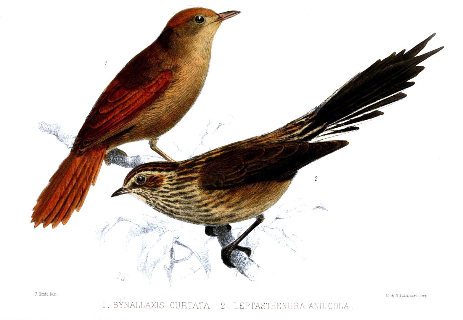 Rufous Spinetail