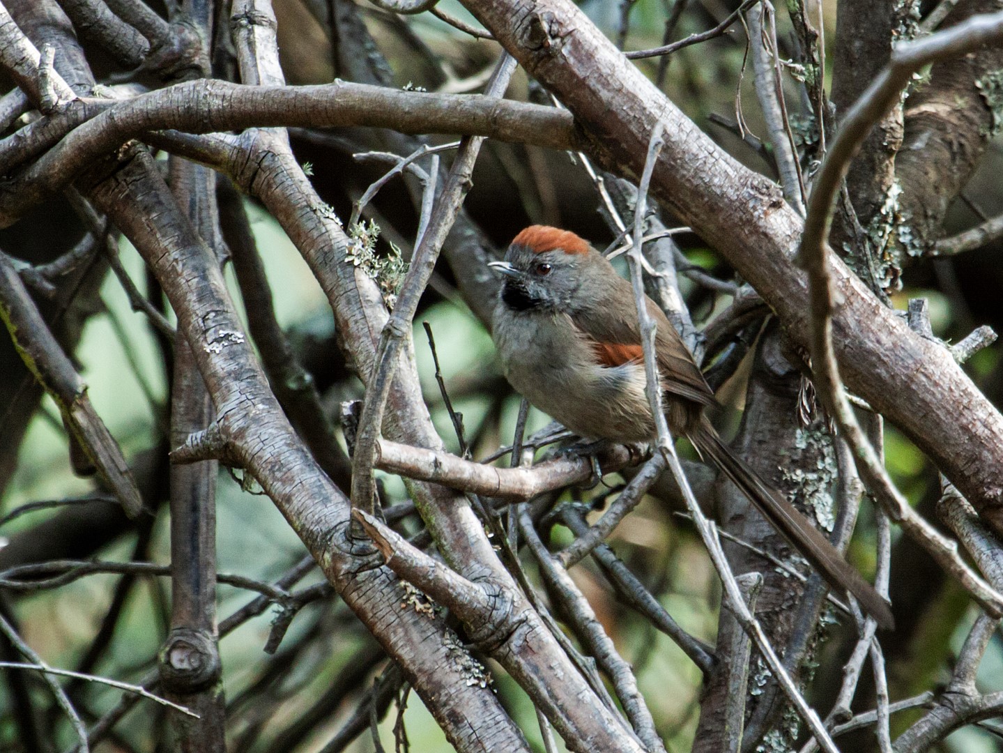 Rufous Spinetail