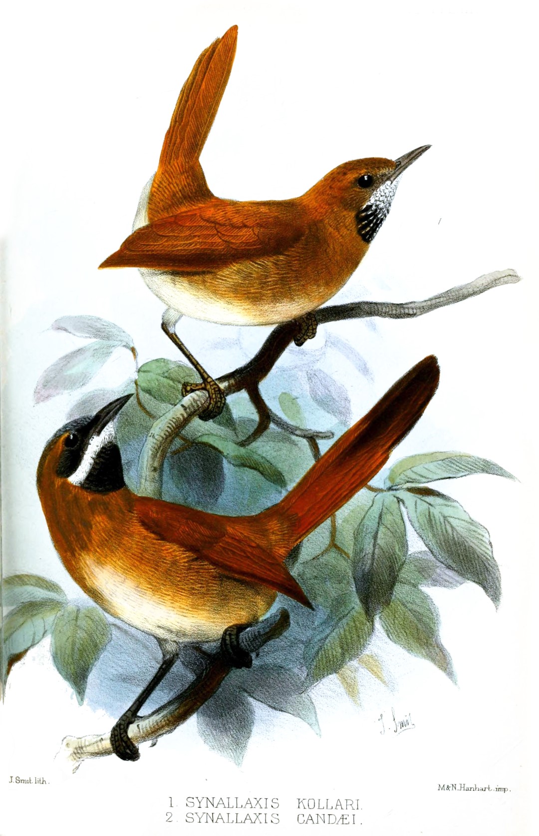 Rufous Spinetail