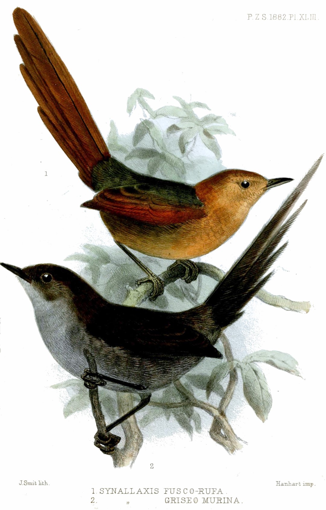 Rufous Spinetail