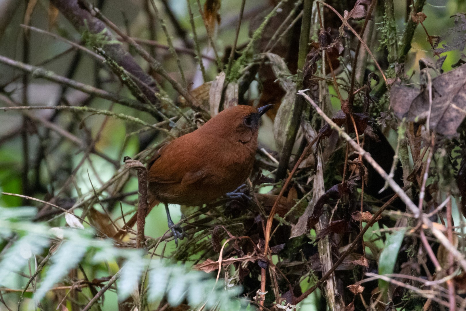 Rufous spinetail