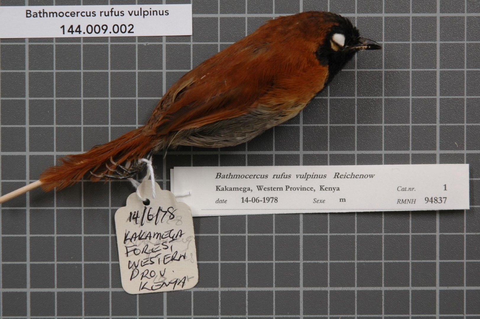 Rufous Spinetail
