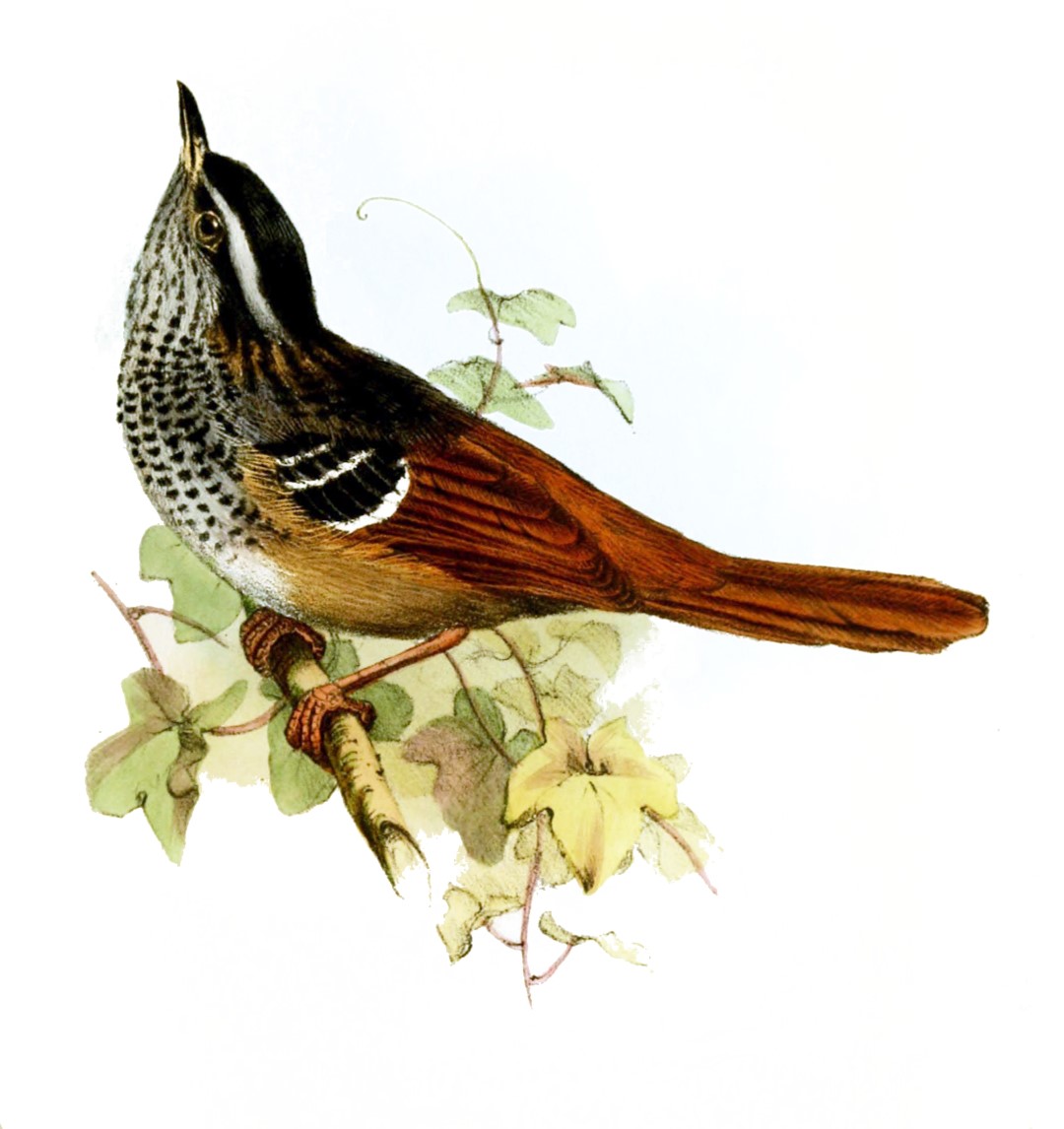 Rufous-tailed Antbird