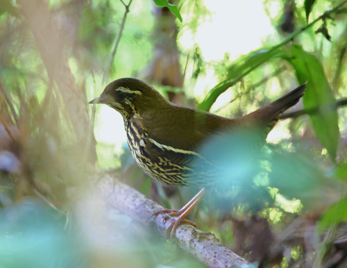 Rufous-tailed Antthrush