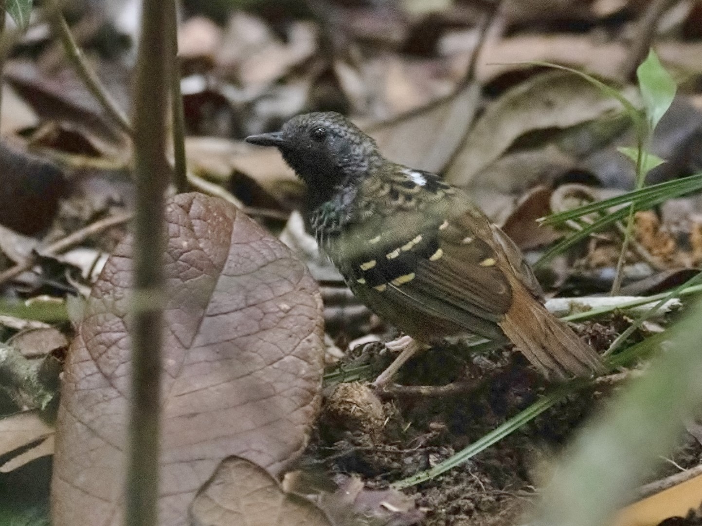 Rufous-tailed Antwren