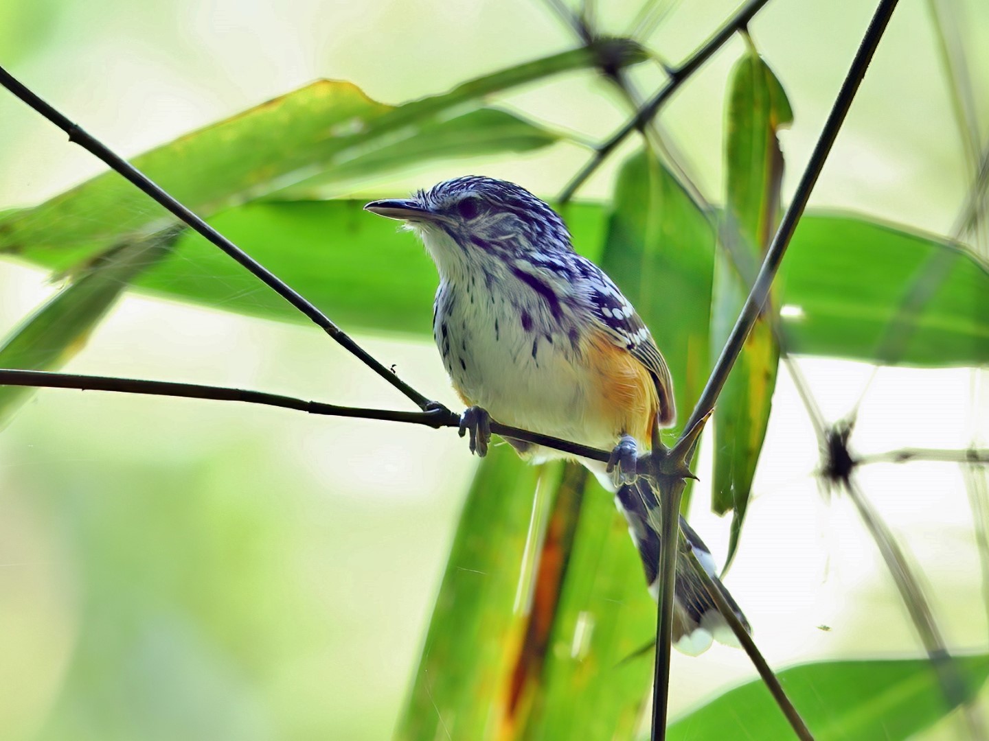 Rufous-tailed Antwren