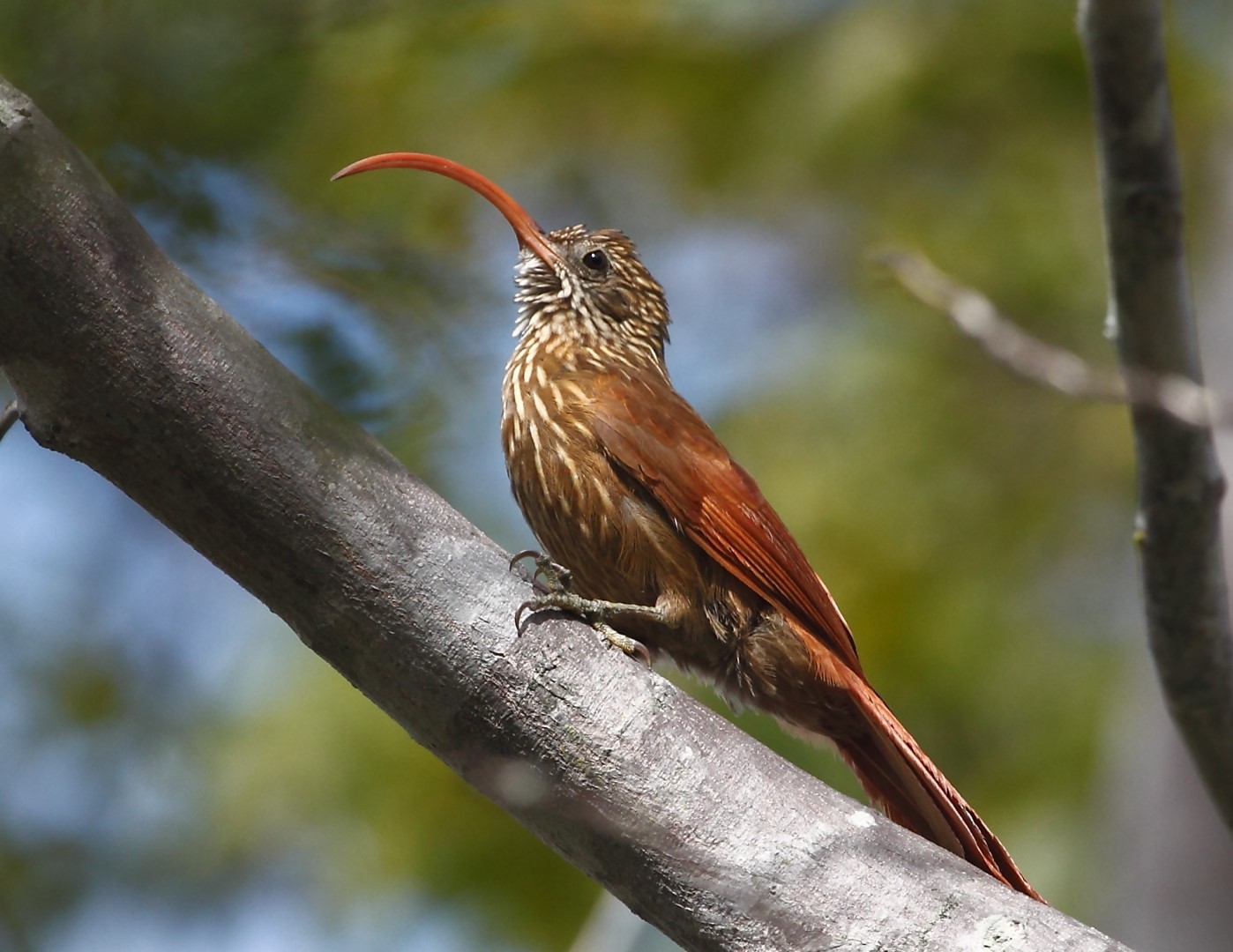 Rufous-tailed Foliage-gleaner