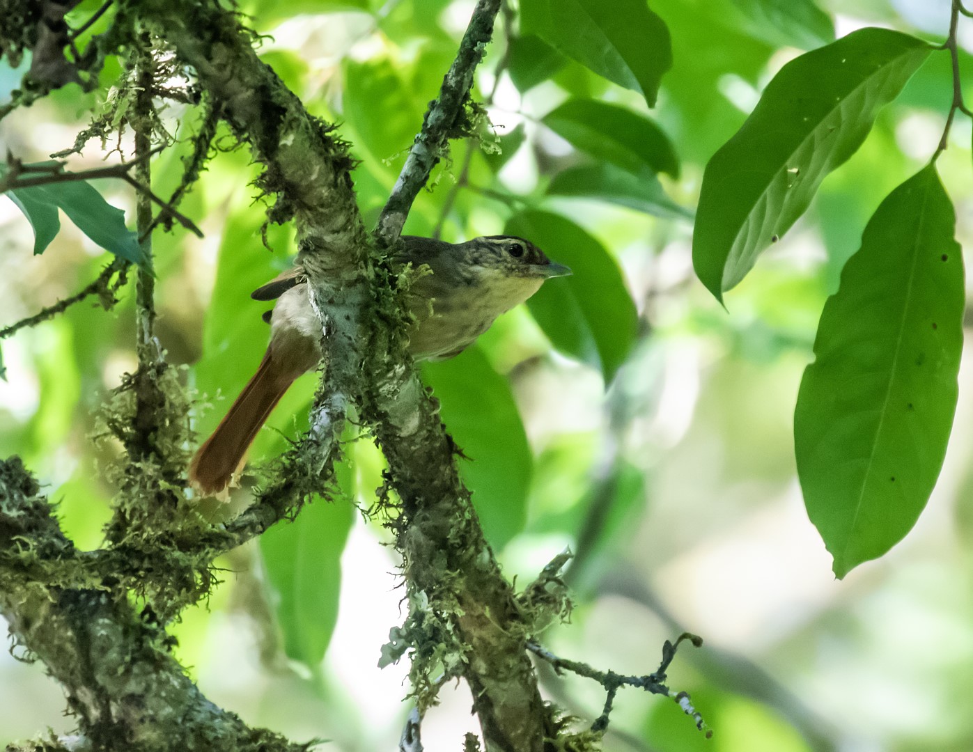 Rufous-tailed Foliage-gleaner