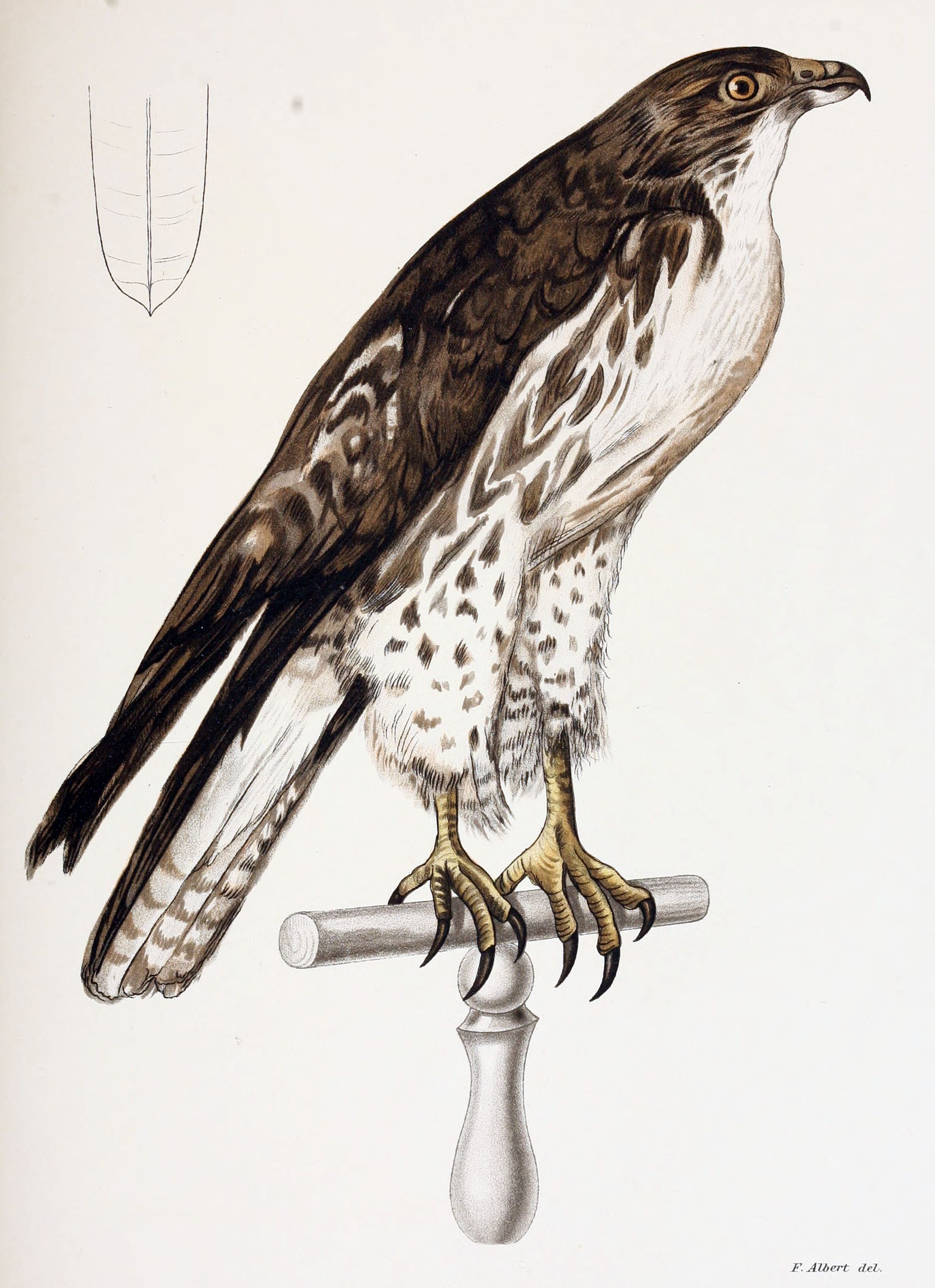 Rufous-tailed Hawk