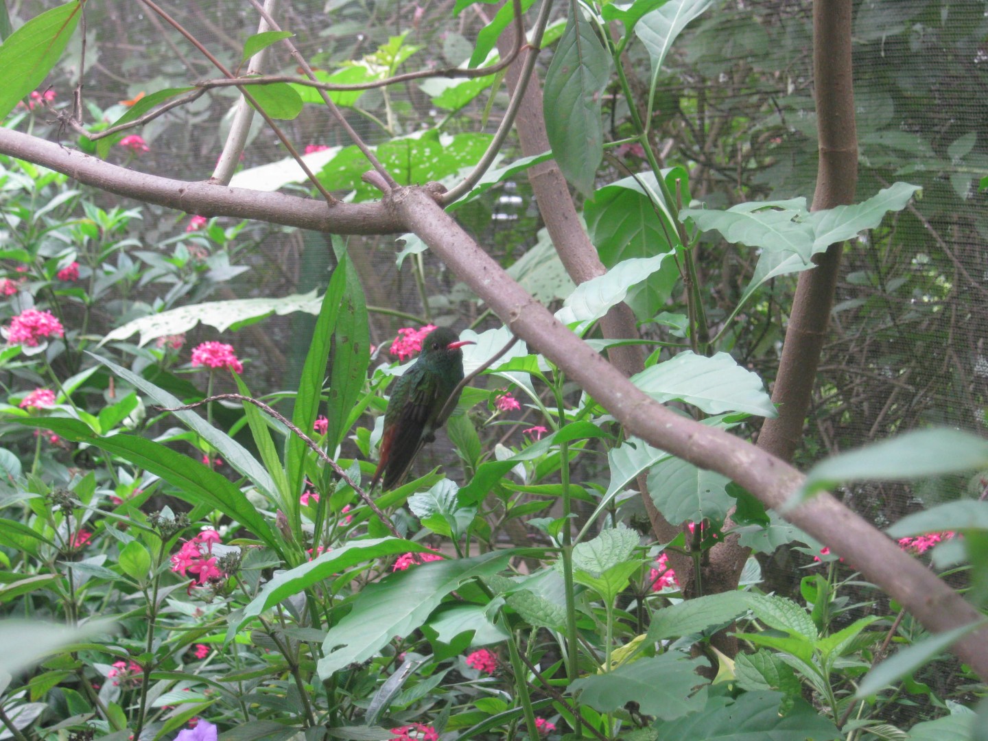 Rufous-tailed hummingbird