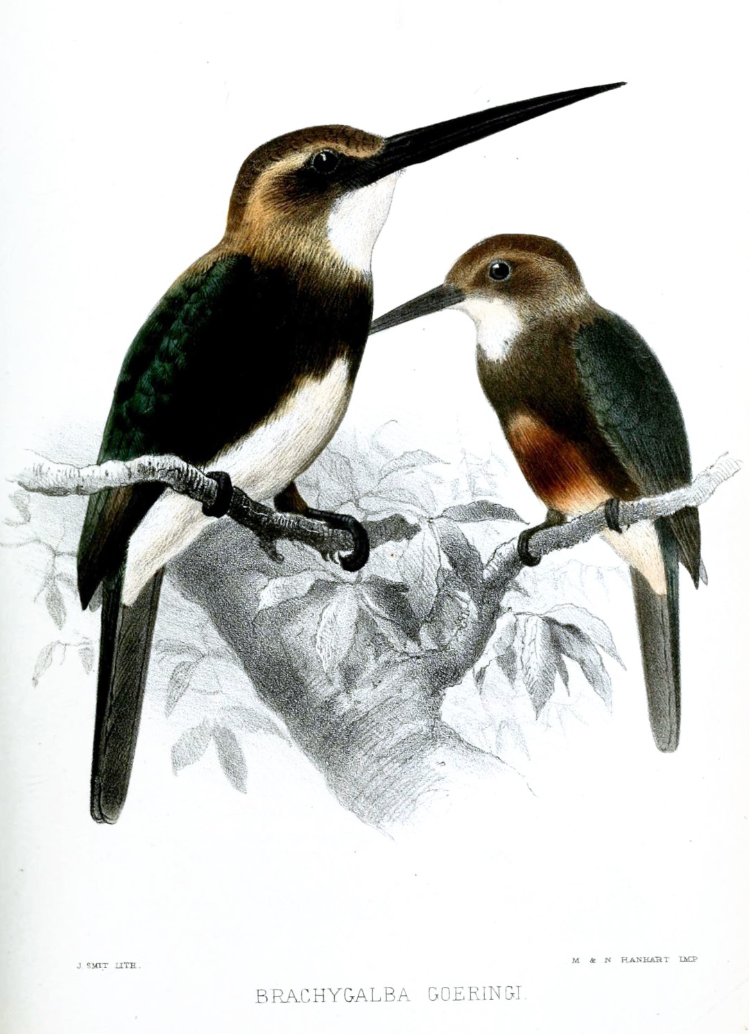 Rufous-tailed Jacamar