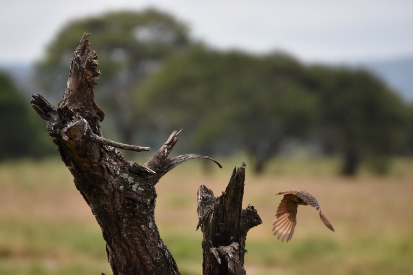 Rufous-tailed Jacamar