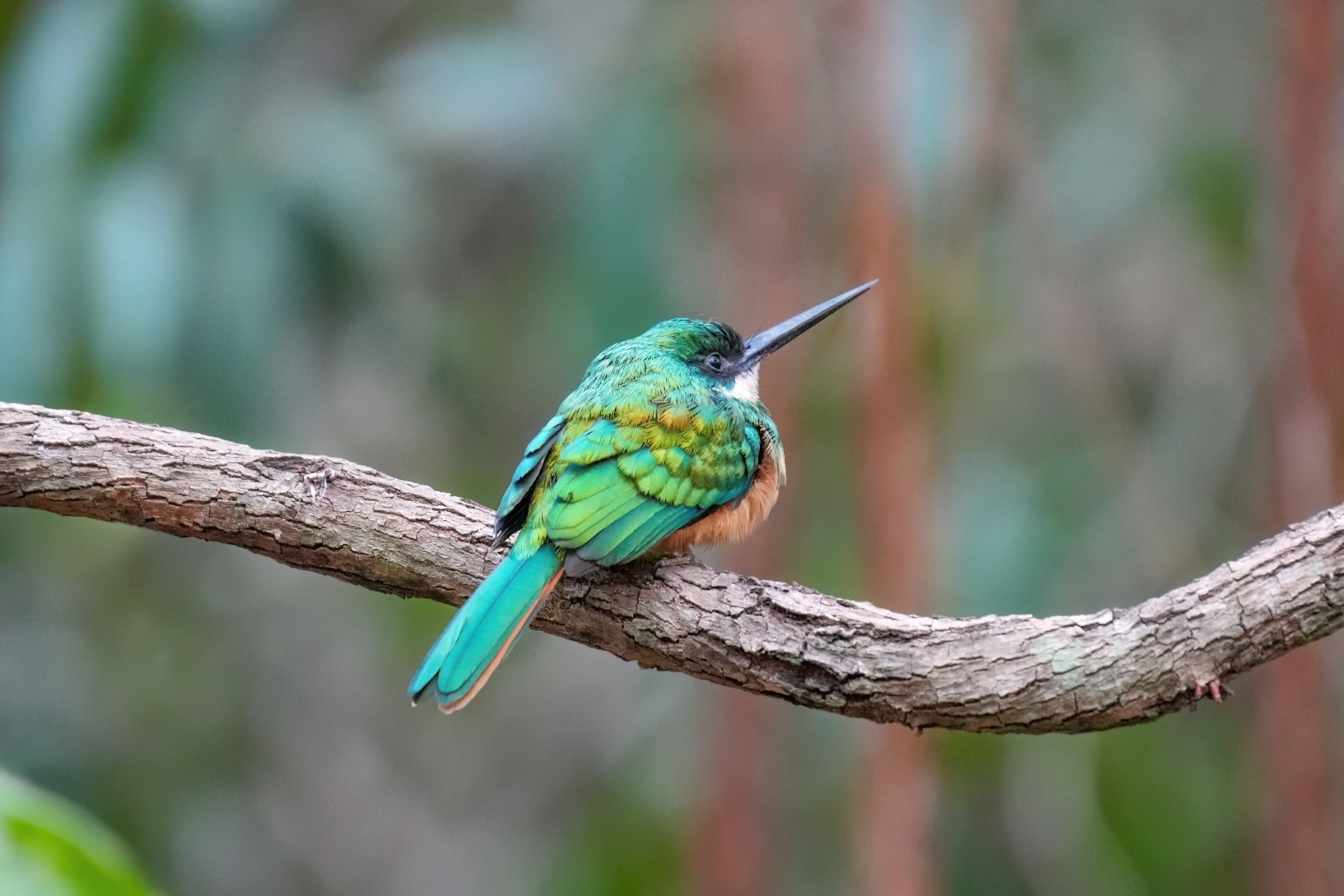 Rufous-tailed Jacamar