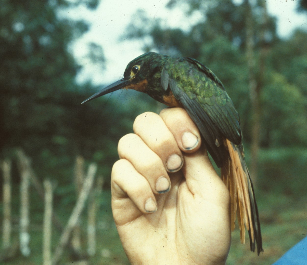 Rufous-tailed Jacamar