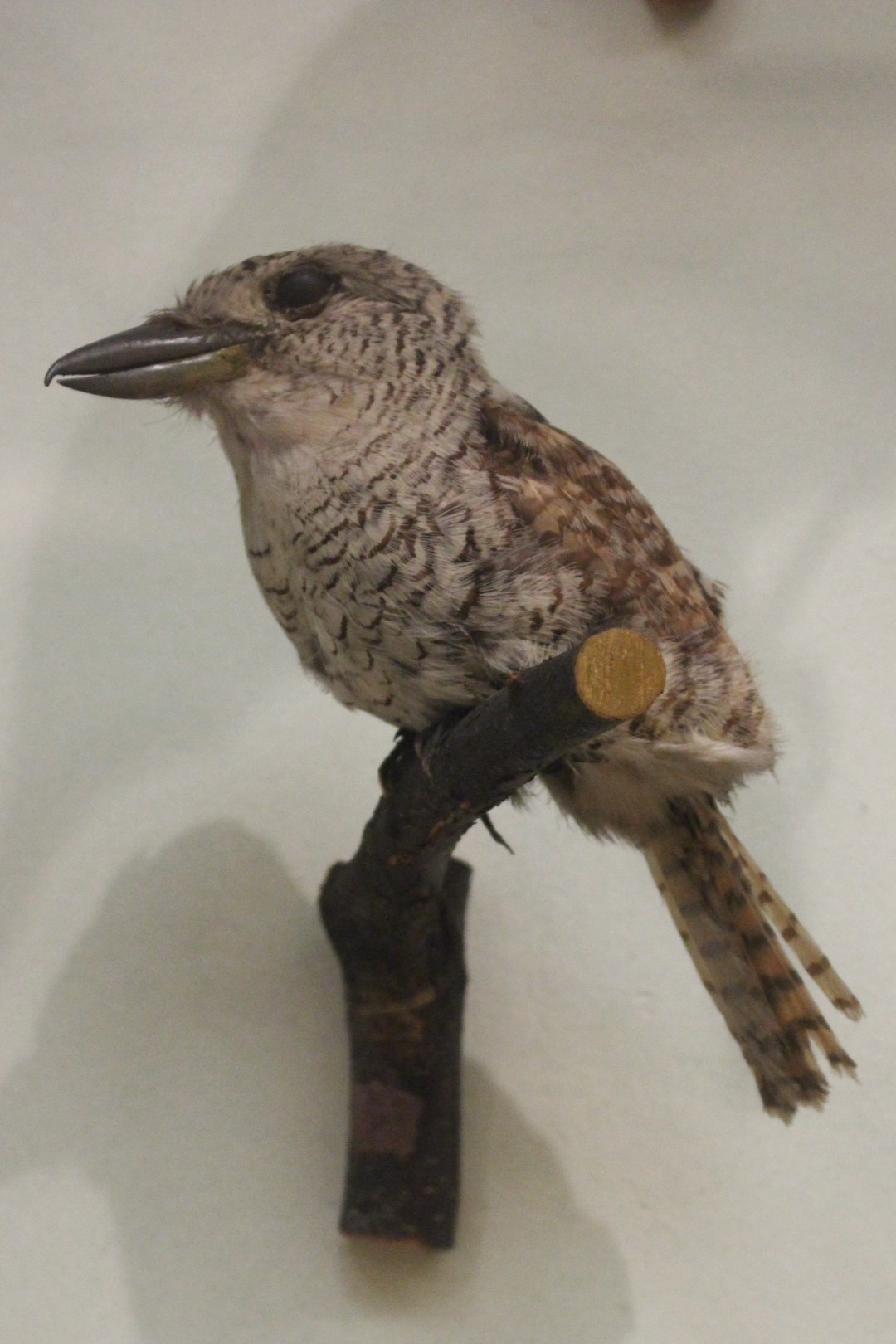 Rufous-tailed Jacamar