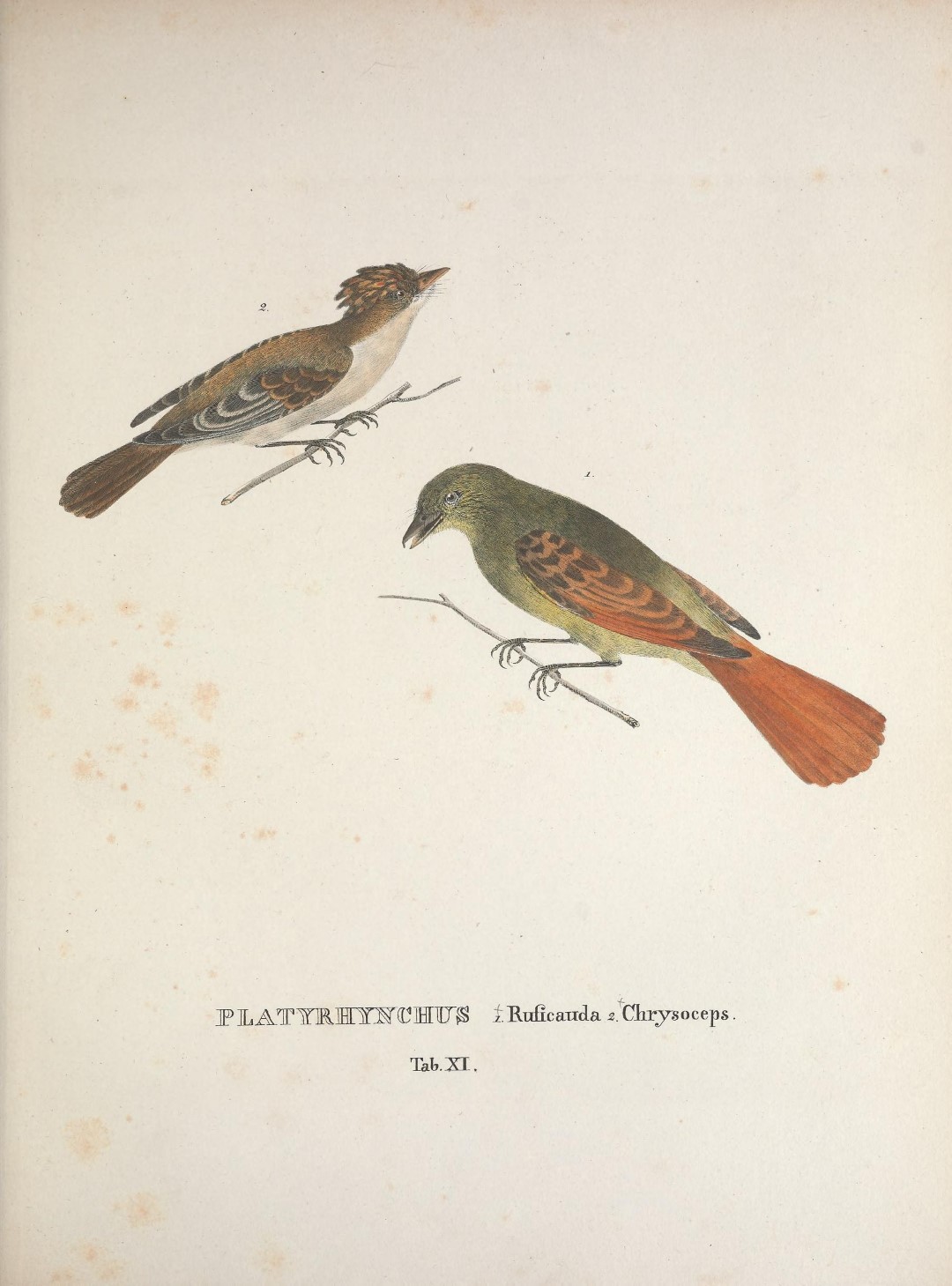 Rufous-tailed Jacamar