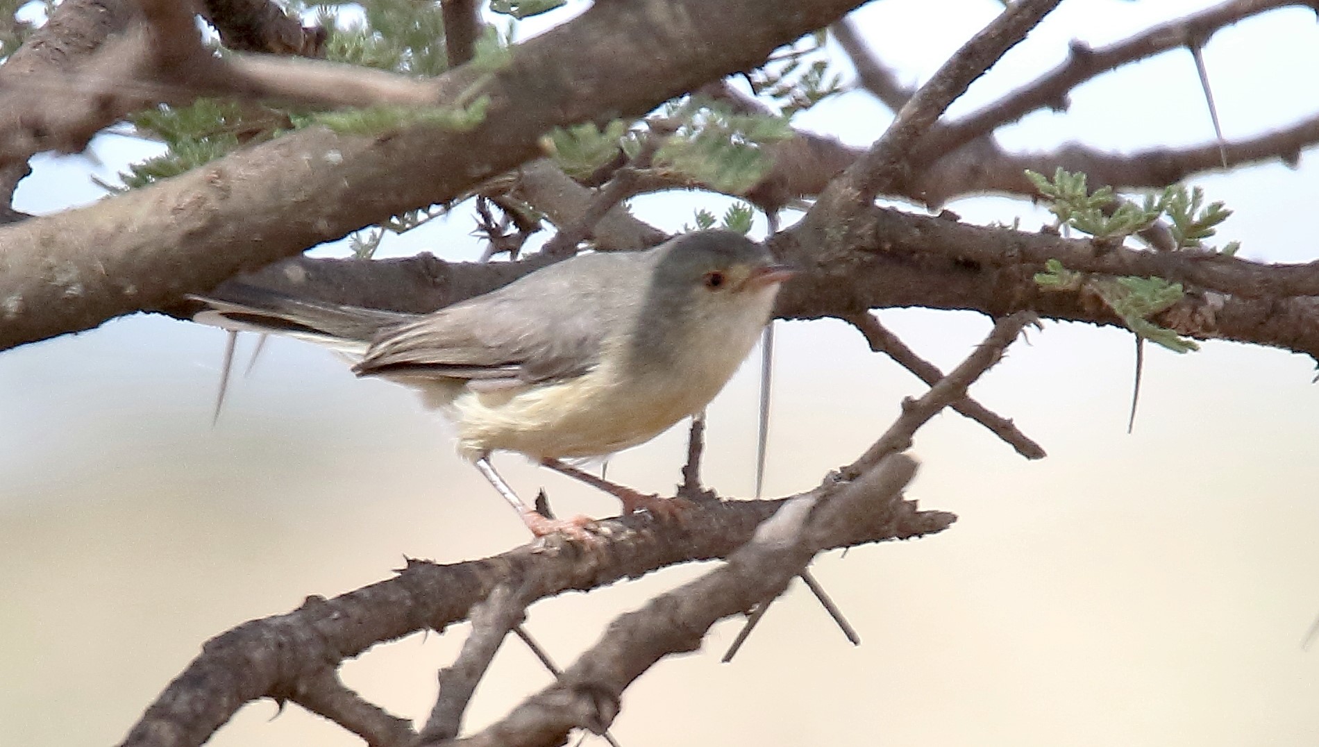Rufous-tailed Lark