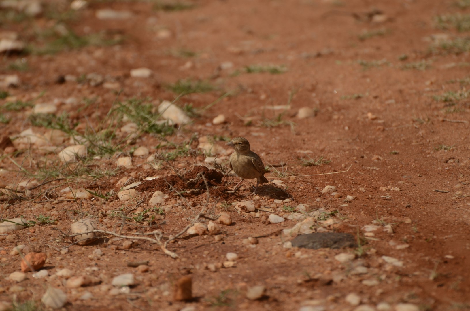 Rufous-tailed Lark