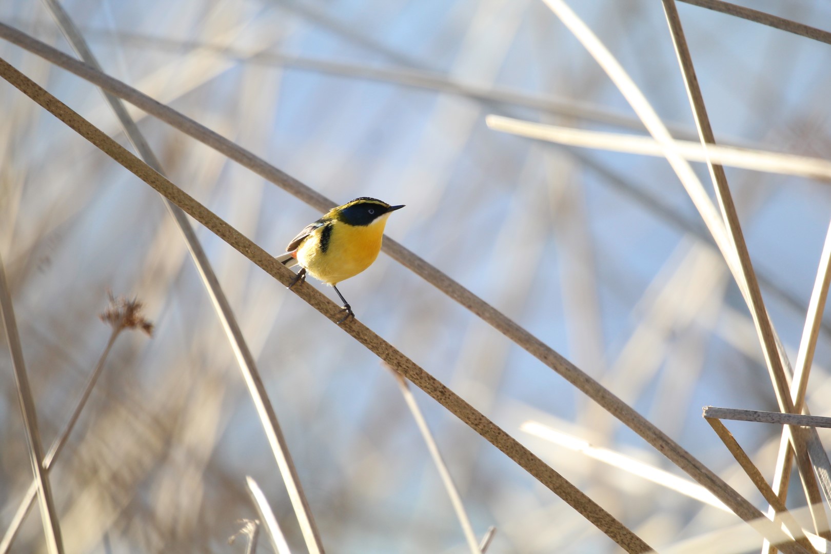 Rufous-tailed Plantcutter