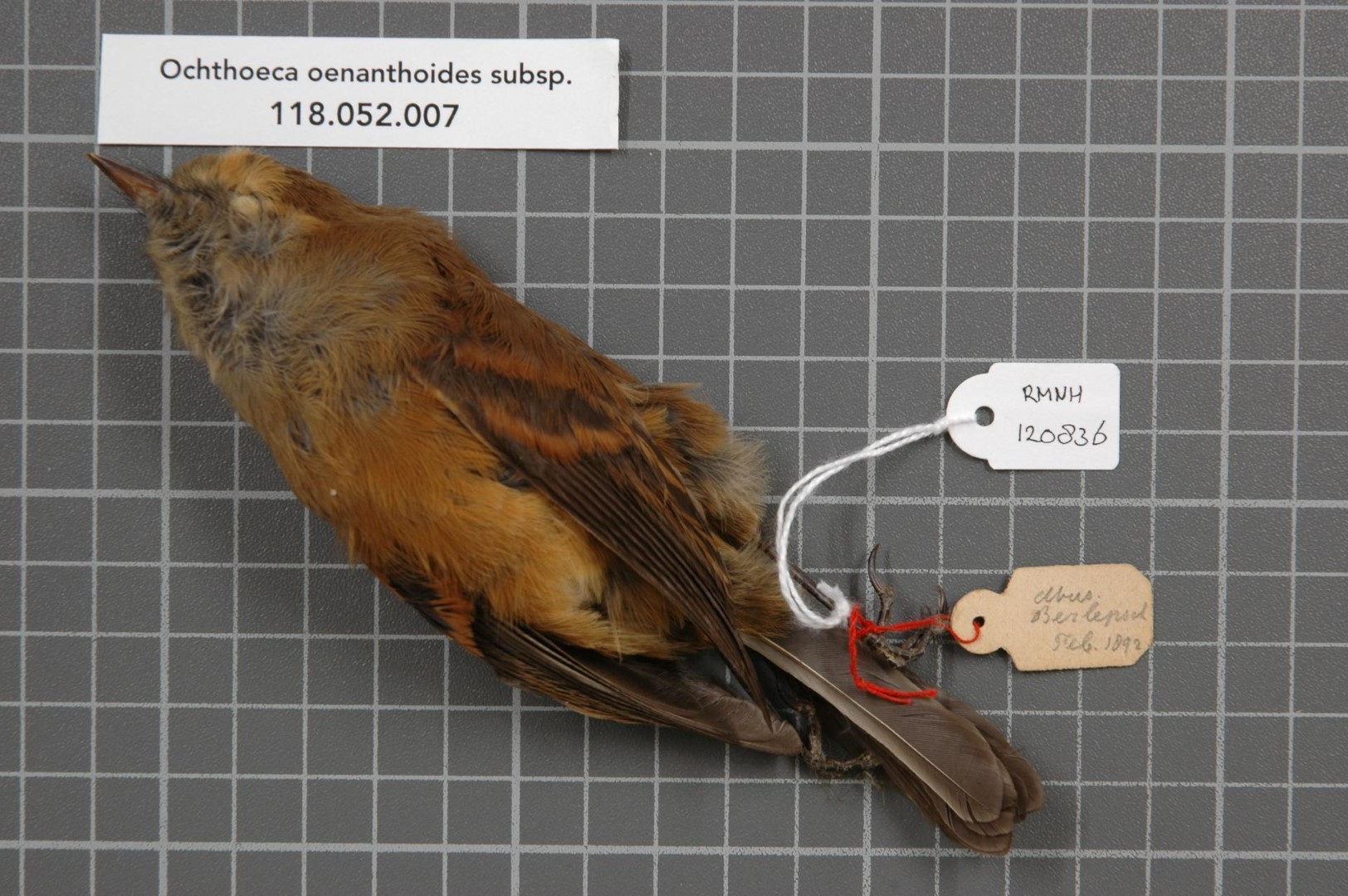 Rufous-tailed Plantcutter