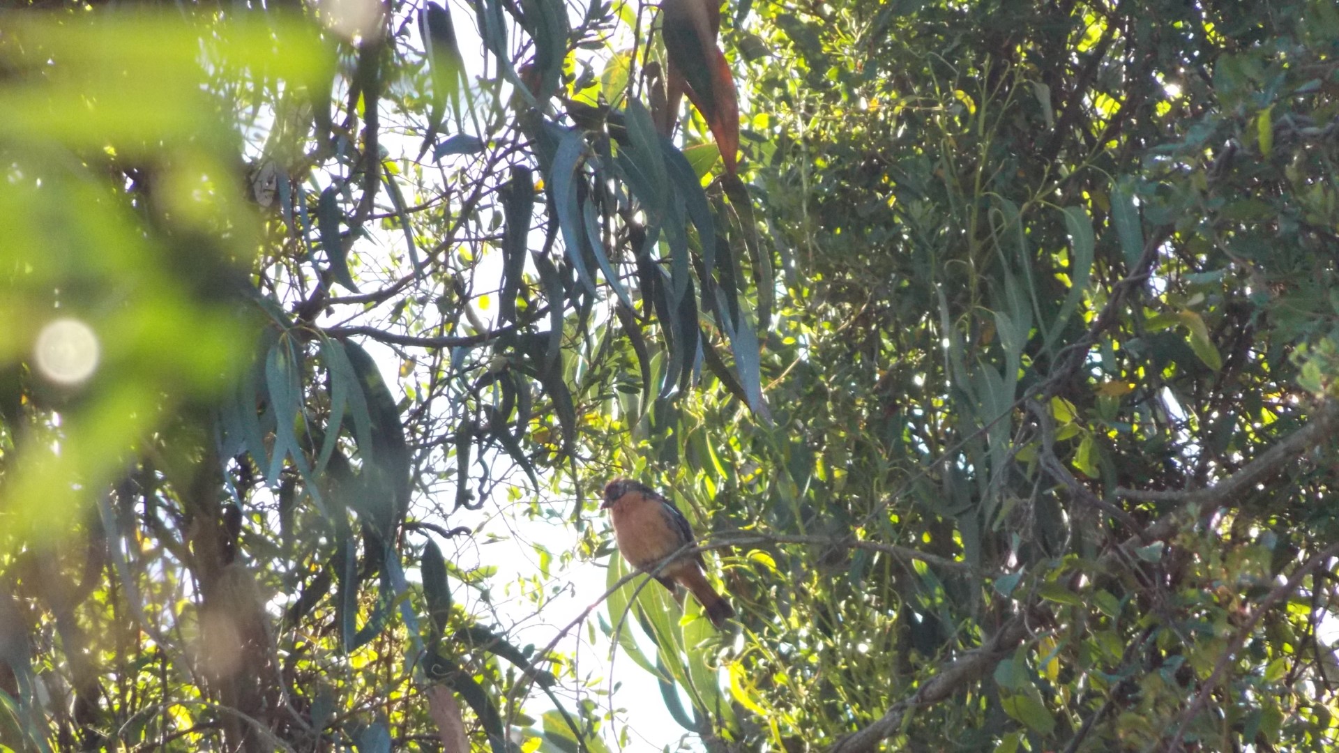 Rufous-tailed Plantcutter