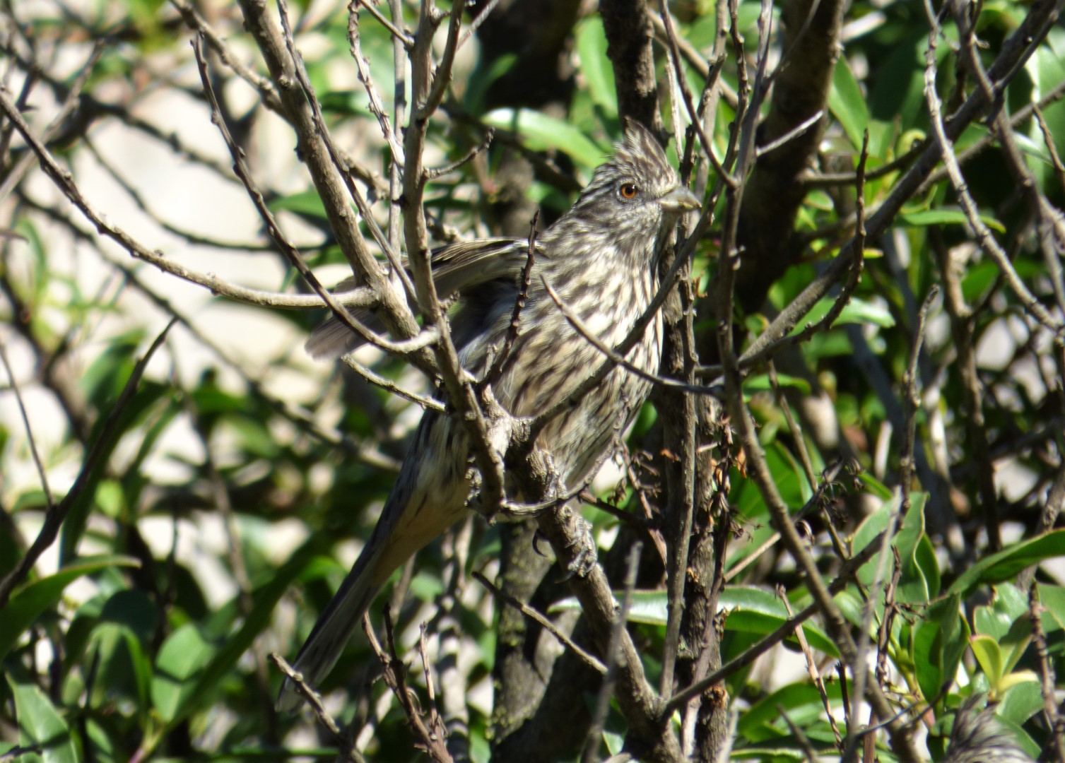 Rufous-tailed Plantcutter