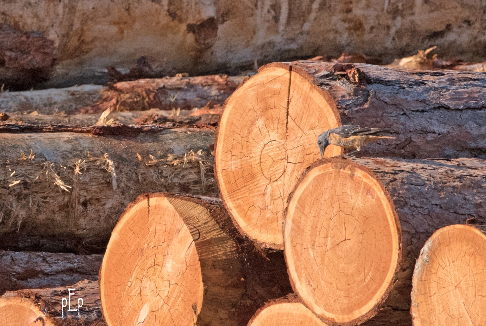 Rufous-tailed Rock Thrush