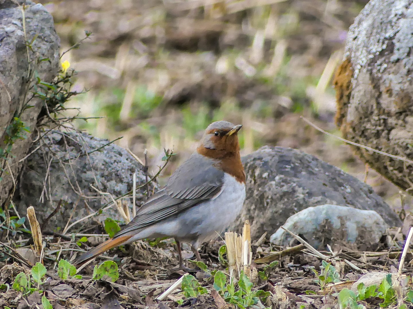Rufous-tailed Rock Thrush