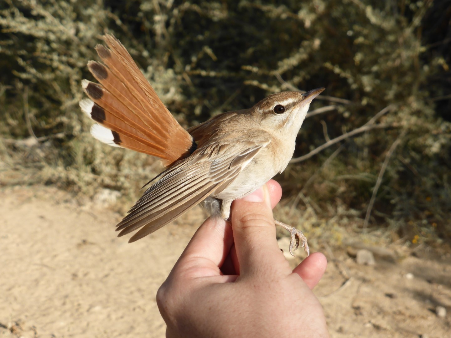 Rufous-tailed Scrub Robin