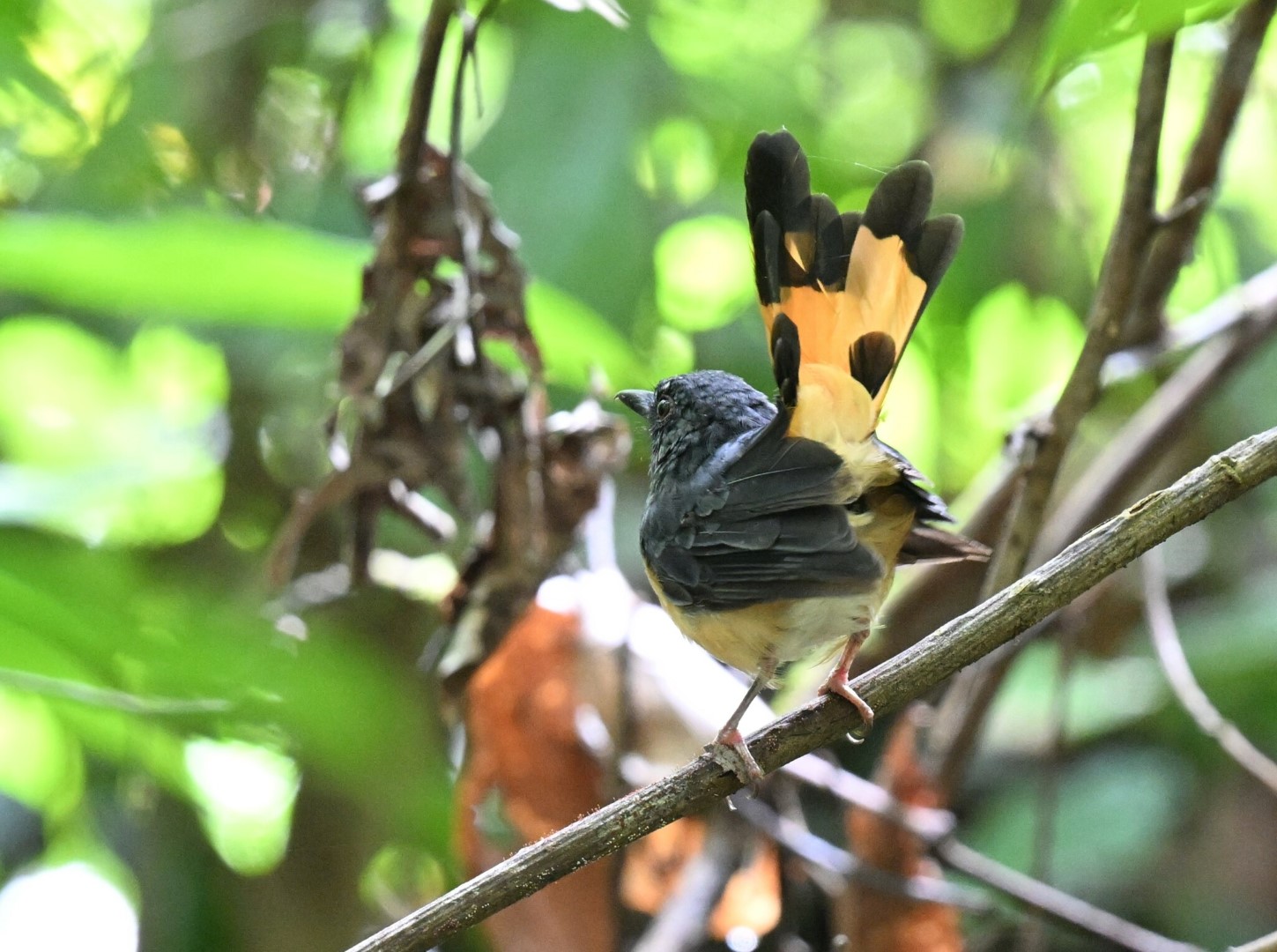 Rufous-tailed Shama