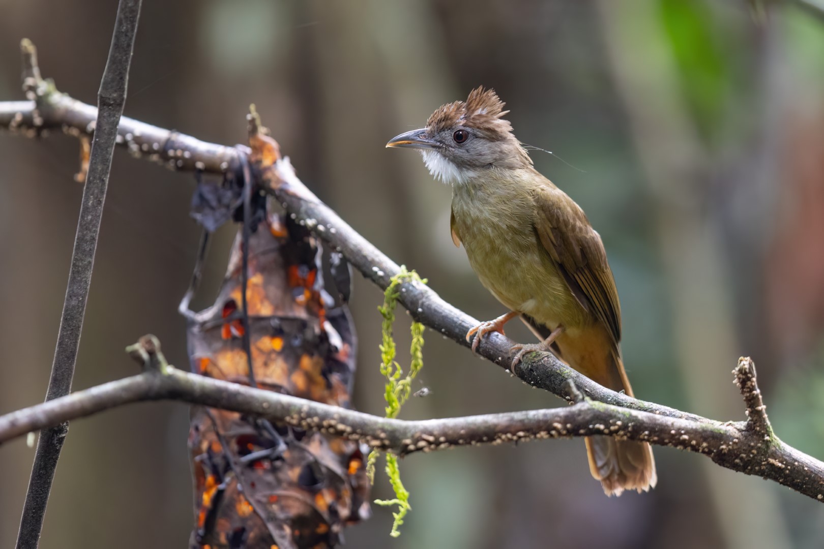 Rufous-tailed Shama